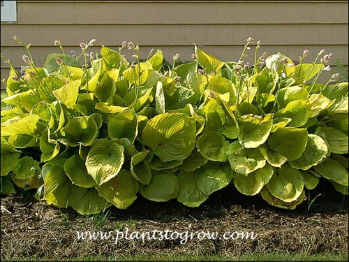 Each of these plants reaches a width of over 5 feet and 30-36